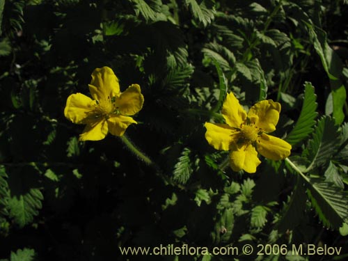 Potentilla sp. #2357의 사진